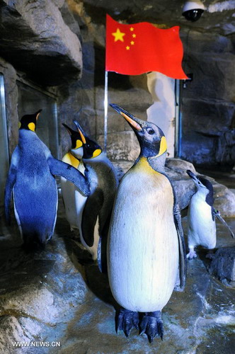 Penguins stand around national flag in Qingdao