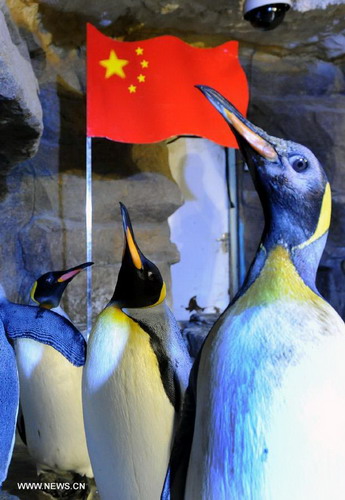 Penguins stand around national flag in Qingdao