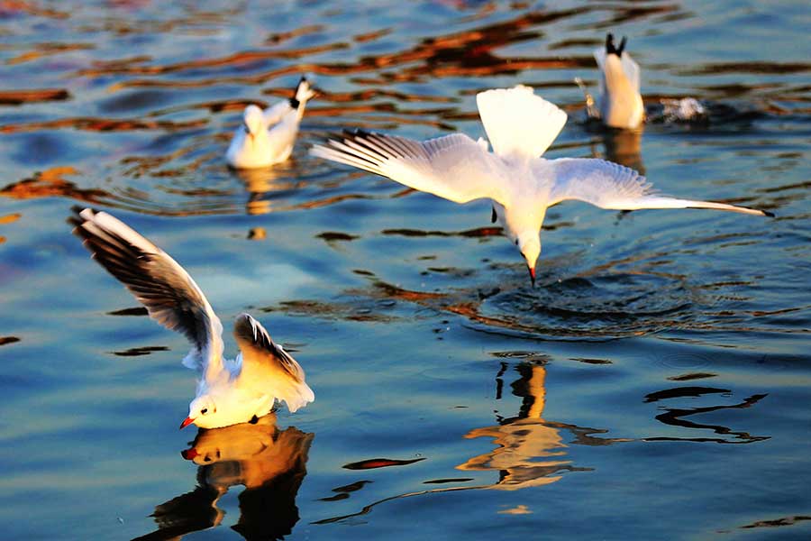 Seagulls on the hunt soar over the sea in Qingdao