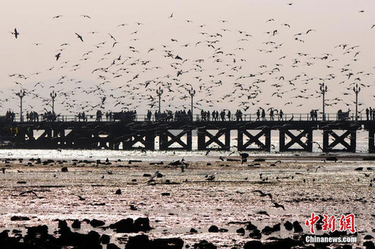 Best season for bird-watching in Qingdao