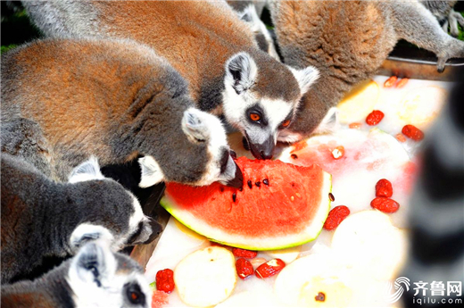 Qingdao zoo animals cool off in hot summer