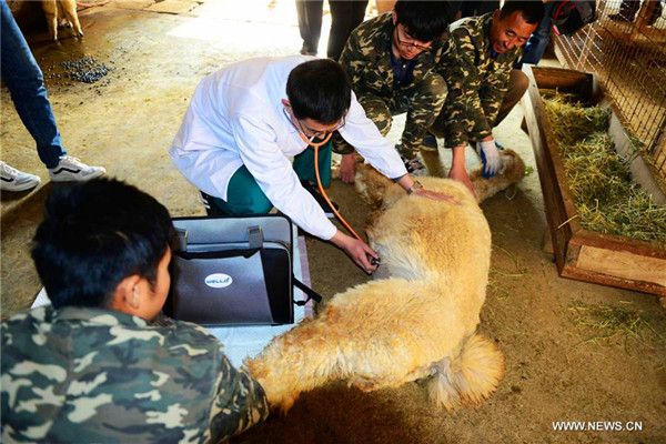 Animals at Qingdao Forest Wildlife World get health check