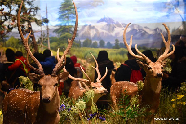 People enjoy exhibits at Behring Natural History Museum in Qingdao