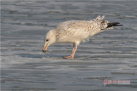 Flocks of migrant birds seen in Qingdao Jiaozhou Bay