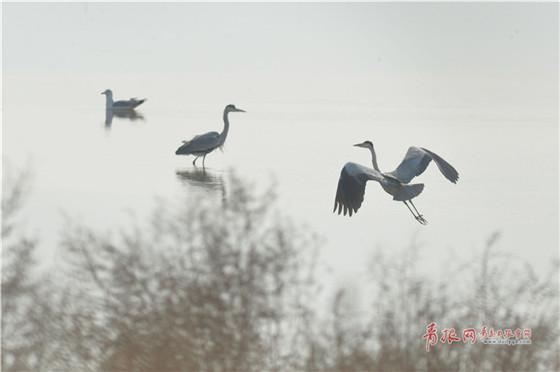 Flocks of migrant birds seen in Qingdao Jiaozhou Bay