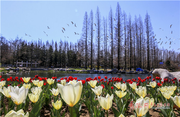 Stunning spring scenery at Qingdao Zhongshan Park