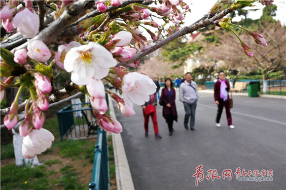 Oriental cherry blooms at Qingdao Zhongshan Park