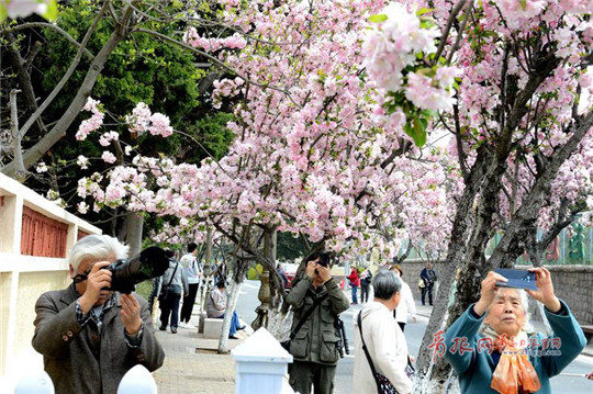 Stunning flowering Chinese crabapples dazzle Qingdao