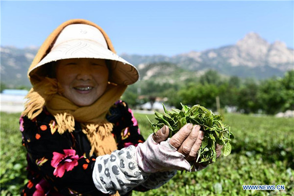 Farmers pick tea leaves in Qingdao, China's Shandong